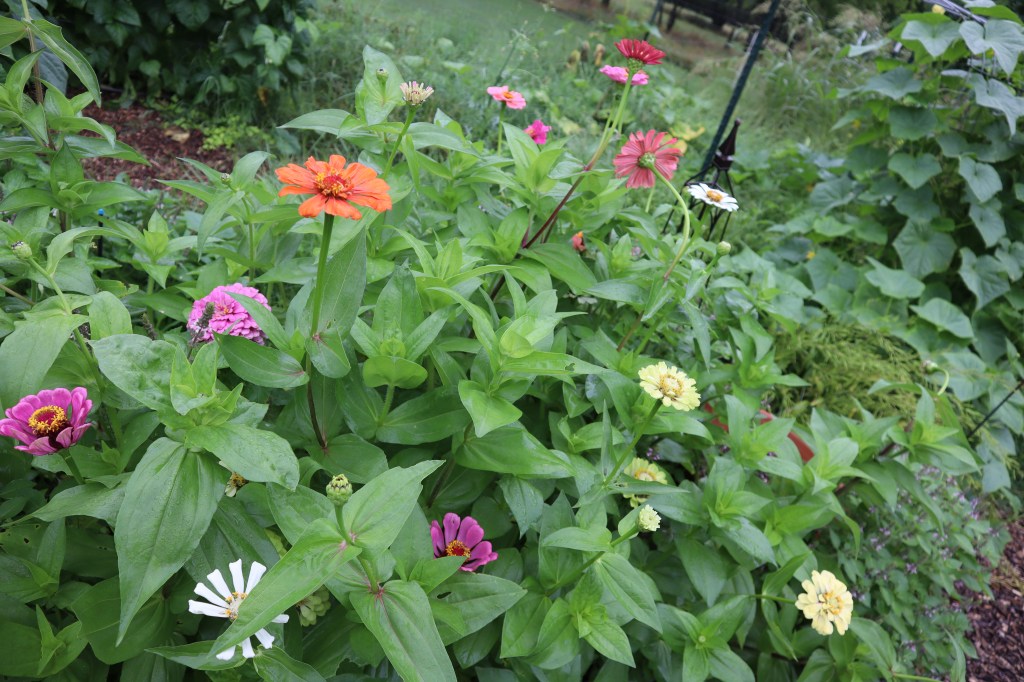 Weekly Snapshot – June&nbsp;28