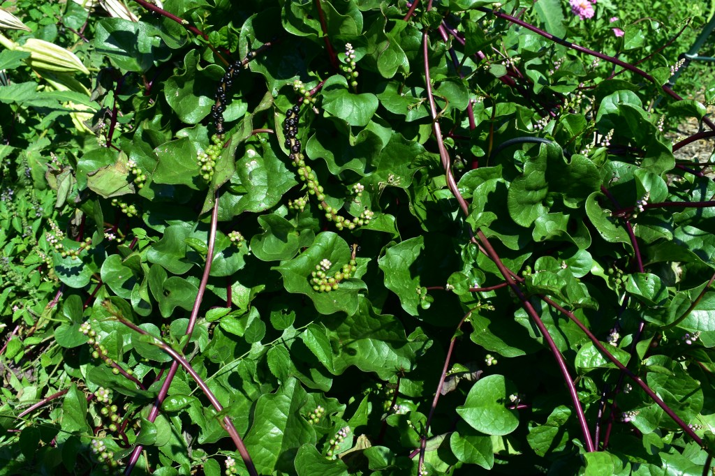 The Malabar Spinach&nbsp;Experiment
