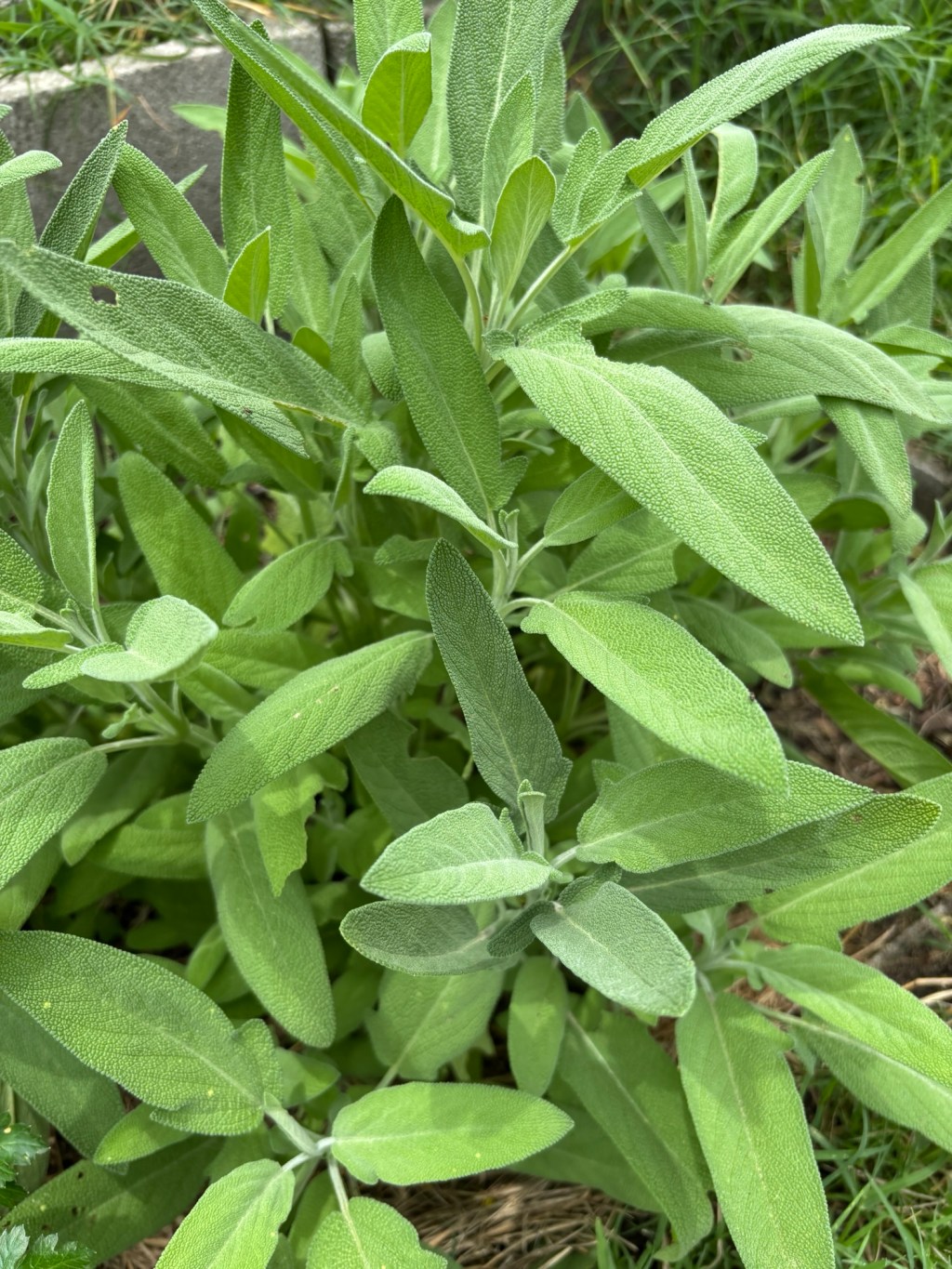 Fried Sage Leaves