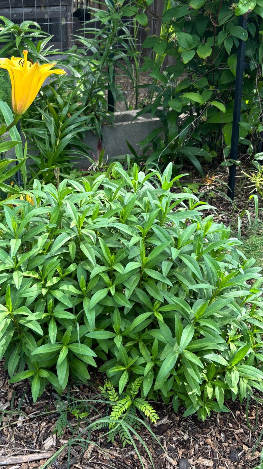 Thyme for Herbs