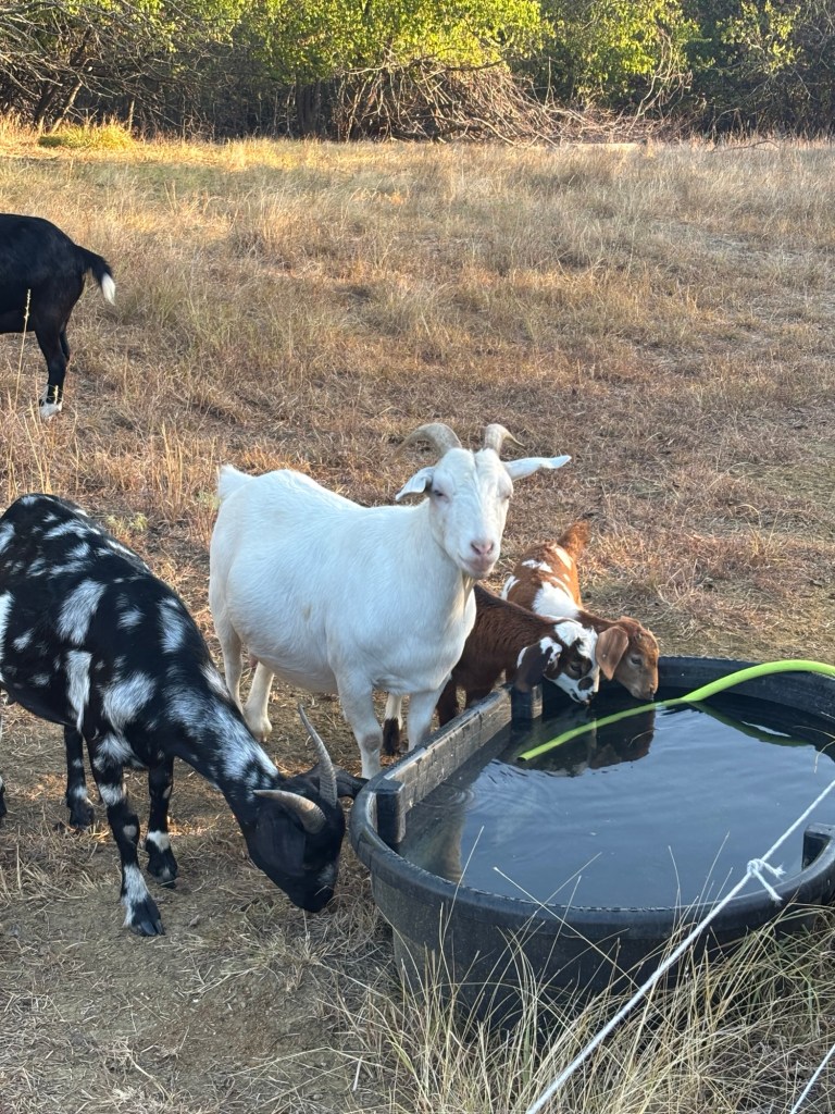 Mama (L), Grandma, and their kids